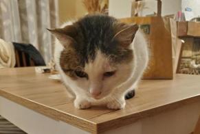 Alerte Disparition Chat Mâle , 11 ans Saint-Mard France
