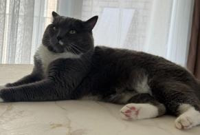 Alerte Disparition Chat croisement Femelle , 6 ans Croix France