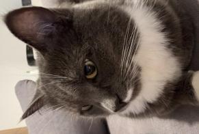 Alerte Disparition Chat croisement Femelle , 6 ans Croix France