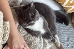 Alerte Disparition Chat croisement Femelle , 6 ans Croix France