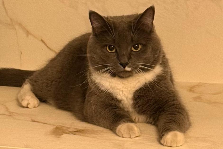 Alerte Disparition Chat croisement Femelle , 6 ans Croix France