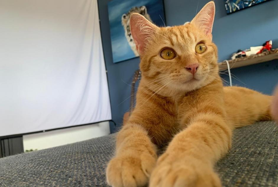 Alerte Disparition Chat Mâle , 1 ans Mennecy France