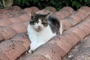 Alerte Disparition Chat Mâle , 23 ans Lévignac France