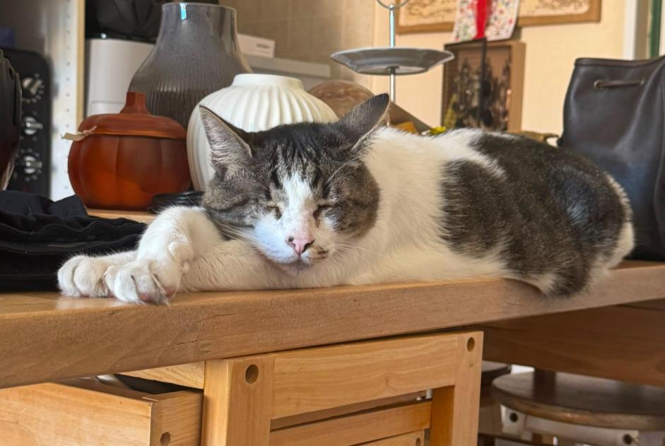 Alerte Disparition Chat Mâle , 23 ans Lévignac France
