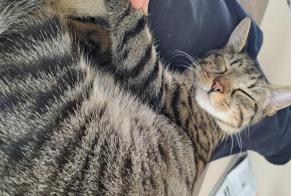 Alerte Disparition Chat  Mâle , 1 ans Angoulême France