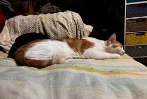 Alerte Disparition Chat Femelle , 1 ans Chaumontel France
