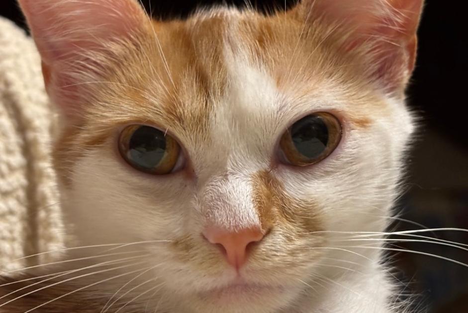 Alerte Disparition Chat Femelle , 1 ans Chaumontel France