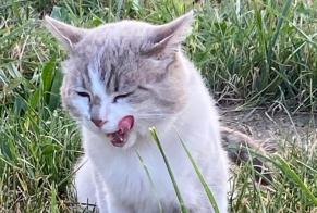 Alerte Découverte Chat Mâle Entrelacs France