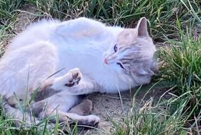 Alerte Découverte Chat Mâle Entrelacs France