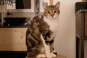 Alerte Disparition Chat  Mâle , 6 ans L'Union France