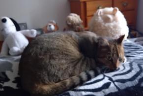 Alerte Disparition Chat  Mâle , 5 ans Royan France