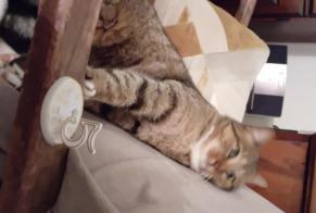 Alerte Disparition Chat  Mâle , 5 ans Royan France