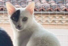 Alerte Disparition Chat Femelle , 1 ans Pamiers France