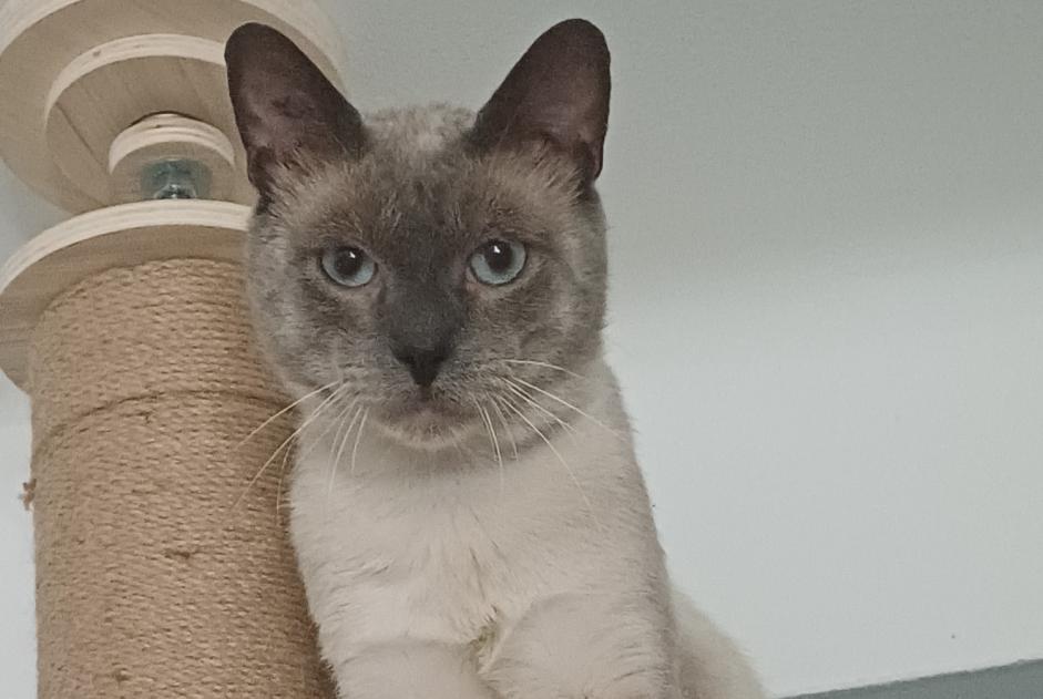 Alerte Découverte Chat  Mâle Marseille France