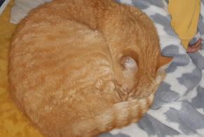 Alerte Disparition Chat  Mâle , 11 ans Tarbes France