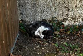Alerte Disparition Chat Femelle , 18 ans Lagord France