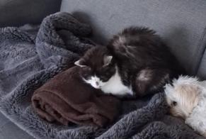 Alerte Disparition Chat Femelle , 18 ans Lagord France