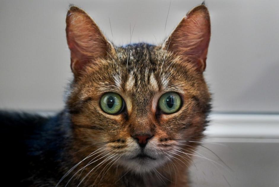 Alerte Disparition Chat Femelle , 2 ans Orgelet France