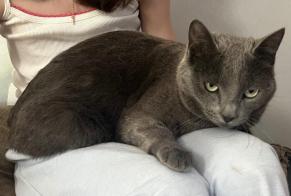 Alerte Disparition Chat Femelle , 4 ans Gouville-sur-Mer France