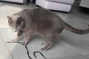Alerte Disparition Chat Femelle , 4 ans Gouville-sur-Mer France