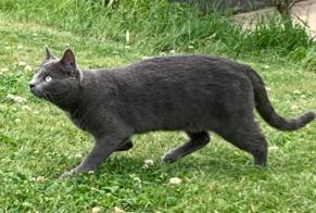 Alerte Disparition Chat Femelle , 4 ans Gouville-sur-Mer France