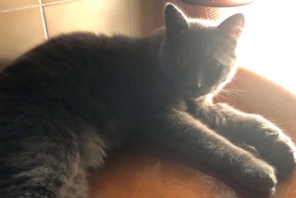 Alerte Disparition Chat Mâle , 3 ans Petite-Île France