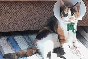 Alerte Disparition Chat Femelle , 40 ans Condat-sur-Trincou France