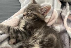 Alerte Disparition Chat croisement Mâle , 0 ans Saint-Denis France