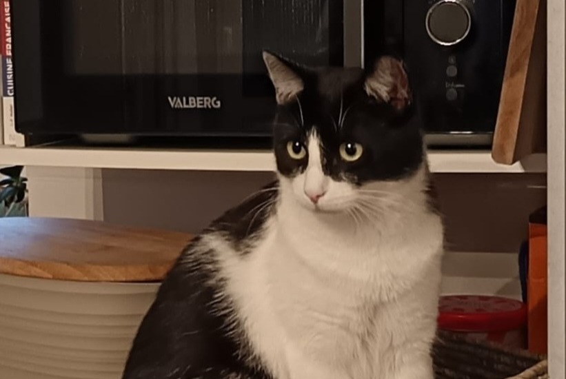 Alerte Disparition Chat Mâle , 2 ans Saint-Cast-le-Guildo France
