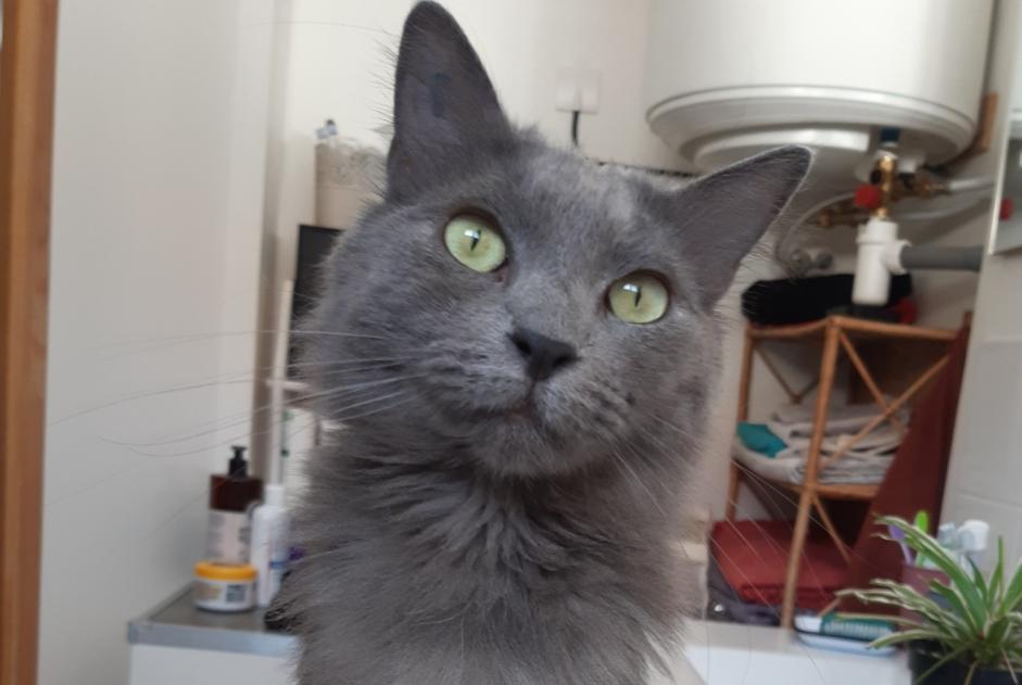 Alerte Disparition Chat  Femelle , 6 ans Alès France