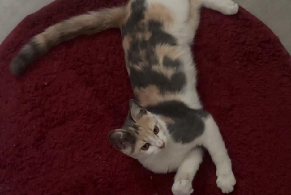 Alerte Découverte Chat Femelle Saint-Martin-de-Valgalgues France