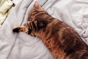 Alerte Disparition Chat Mâle , 6 ans La Roche-sur-Yon France