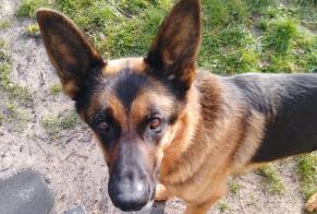Alerte Disparition Chien  Mâle , 5 ans Castelnau-de-Médoc France
