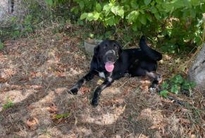 Alerte Découverte Chien croisement Femelle , 1 année Fongrave France