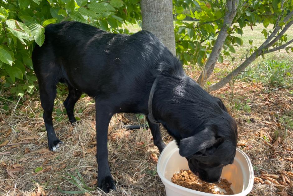 Alerte Découverte Chien croisement Femelle , 1 année Fongrave France
