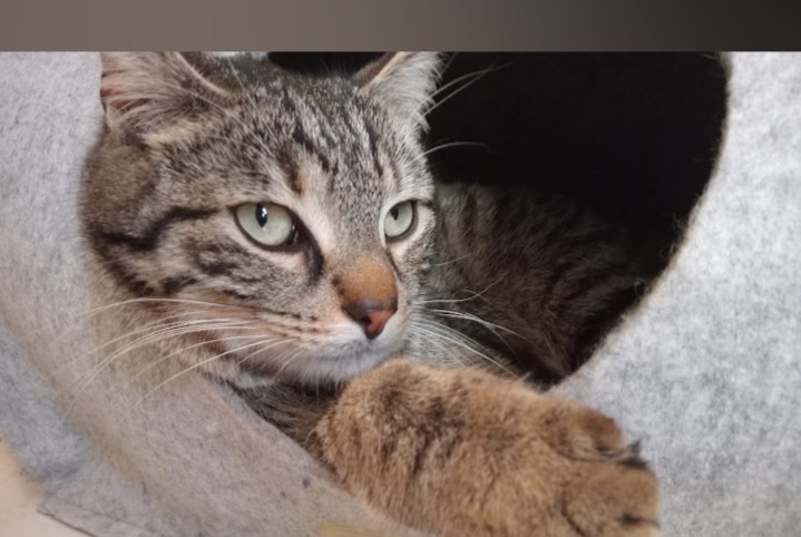 Alerte Disparition Chat  Mâle , 3 ans Crévic France