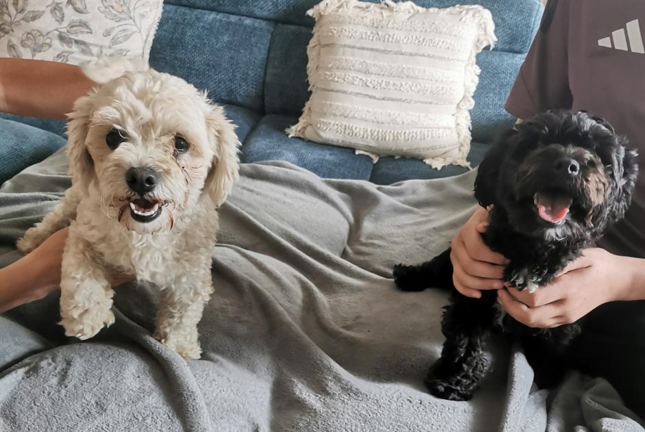Alerte Découverte Chien  Mâle Monceaux-en-Bessin France