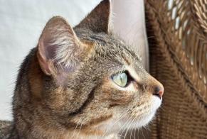 Alerte Disparition Chat  Femelle , 1 ans Saint-Jean-de-Luz France