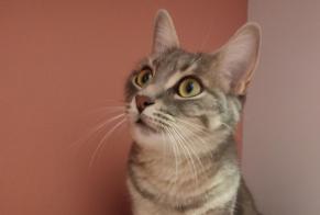 Alerte Disparition Chat  Femelle , 2 ans Lagnieu France