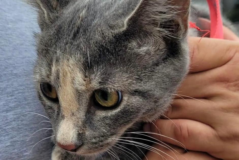 Alerte Découverte Chat Inconnu Douvaine France