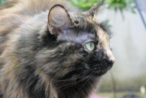 Alerte Disparition Chat Femelle , 6 ans Rueil-Malmaison France