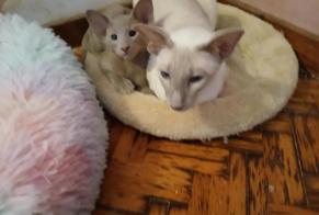 Alerte Disparition Chat  Femelle , 3 ans Angaïs France