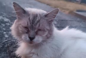 Alerte Découverte Chat croisement Mâle , 5 ans Drocourt France