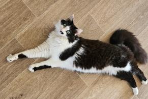 Alerte Disparition Chat Mâle , 4 ans Toulouse France