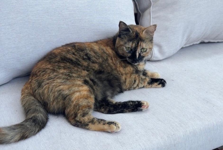 Alerte Disparition Chat Femelle , 3 ans Saint-Priest France