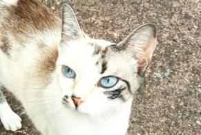 Alerte Découverte Chat Femelle Gelos France
