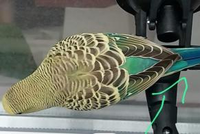 Alerte Disparition Oiseau Mâle , 2026 ans Lyon France