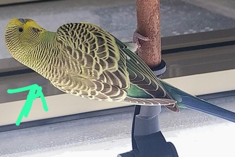 Alerte Disparition Oiseau Mâle , 2026 ans Lyon France