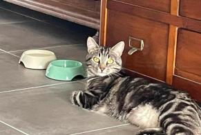 Alerte Disparition Chat croisement Mâle , 3 ans Ballan-Miré France