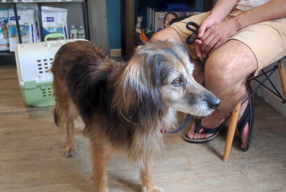 Alerte Découverte Chien croisement Femelle Mont-de-Marsan France